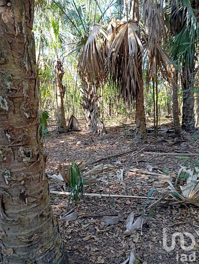 Terreno, hectáreas en Campeche