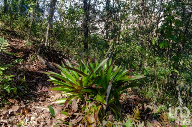 Terreno en Venta con vista San Cristóbal de las Casas, Chiapas