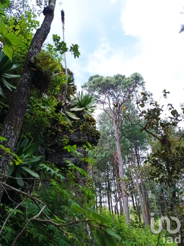 Terreno en venta en San Cristóbal de las Casas , Chiapas