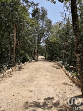 TERRENOS EN VENTA EN CHEMUYIL, TULUM