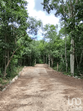 TERRENOS EN VENTA EN CHEMUYIL, TULUM